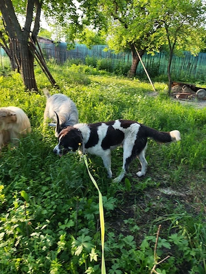Asia Centrală Volkodav schimb cu animale - imagine 3