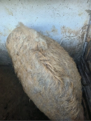vand porc mangalita 