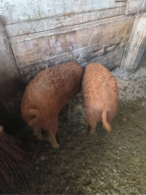 Vand 2 purcele mangalita rosu de Salonta