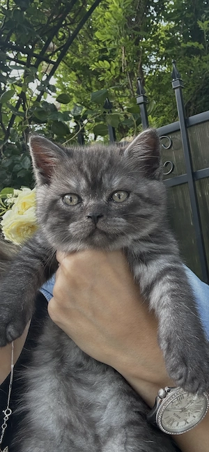 Motanel british sorthair smoke black tabby superb - imagine 2