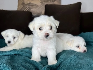 Bichon maltez mini toy - puiuț