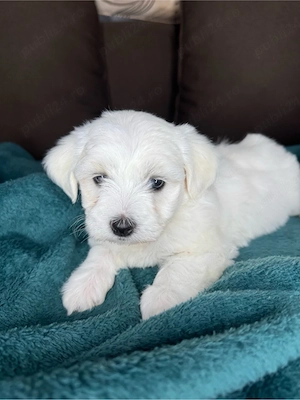 Puiuti de bichon maltez  - imagine 4