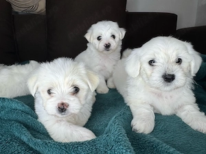 Puiuti de bichon maltez 