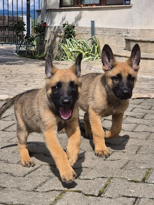 Ciobanesc belgian -Malinois 