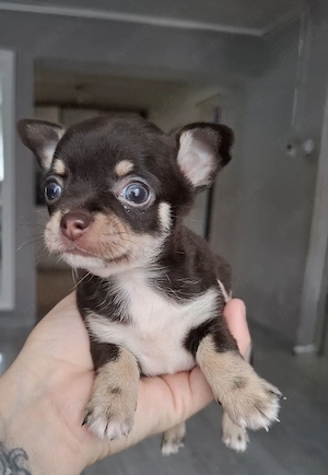 chihuahua mini  poze reale