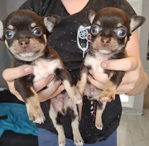 chihuahua mini  poze reale - imagine 2