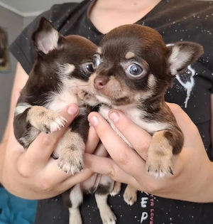 chihuahua mini  poze reale - imagine 3