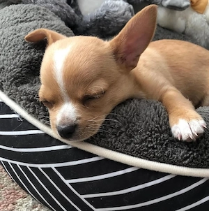 Chihuahua băiețel de vânzare 