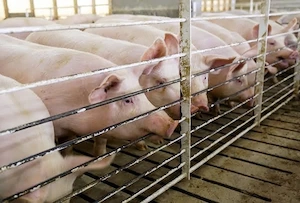  Porci (purcei) de vânzare   diverse rase și greutăți  - imagine 3