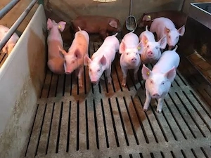  Porci (purcei) de vânzare   diverse rase și greutăți  - imagine 4