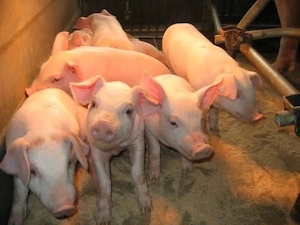  Porci (purcei) de vânzare   diverse rase și greutăți  - imagine 2