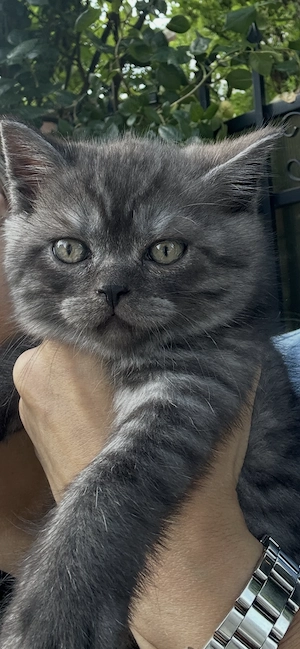 Motanel british sorthair smoke black tabby superb - imagine 3