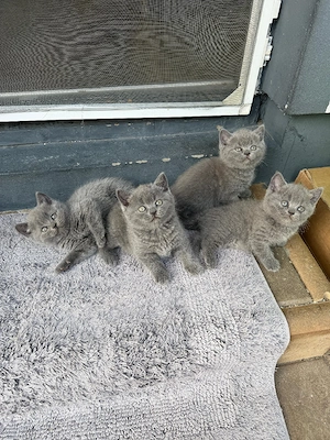 British Shorthair Blue  - imagine 4