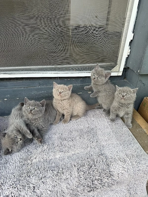 British Shorthair Blue  - imagine 5