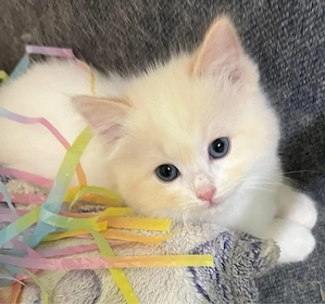 Puiut British shorthair 