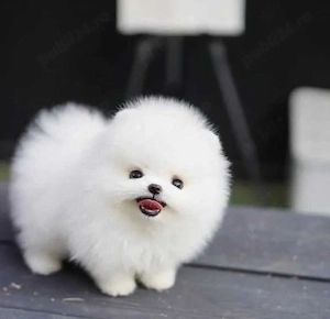 Pomeranian mini toy