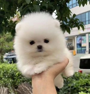 Pomeranian mini toy