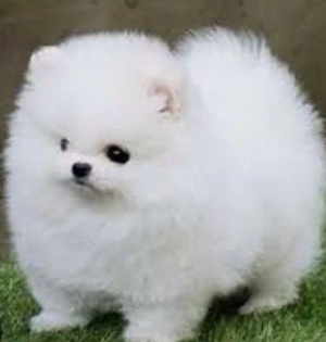 Pomeranian mini toy