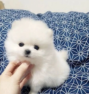 Pomeranian mini toy 