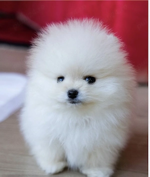 Pomeranian mini toy