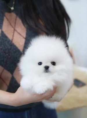 Pomeranian mini toy - imagine 2