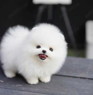 Pomeranian mini toy  - imagine 2