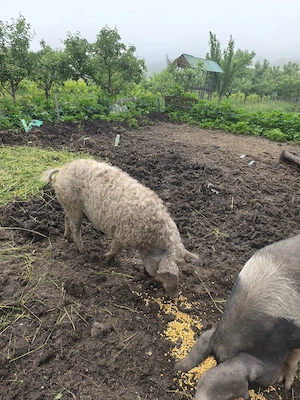 vând porci Mangalița 100kg