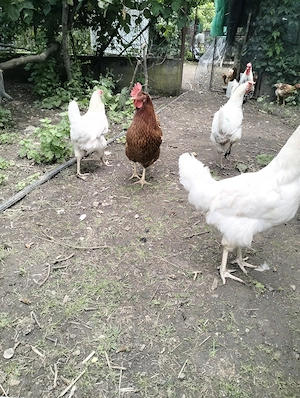 Gaini leghorn de vânzare  - imagine 5