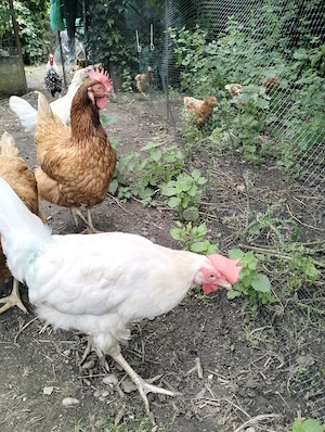 Leghorn de vânzare 