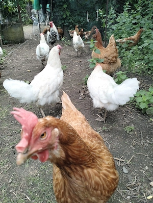 Gaini leghorn de vânzare  - imagine 2