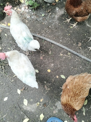Gaini leghorn de vânzare  - imagine 3