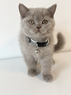 Scottish fold și scottish straight