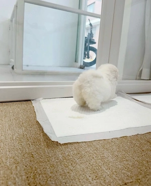 Bichon Maltez Mini Toy 