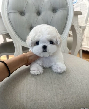 Bichon Maltez Mini Toy  - imagine 2