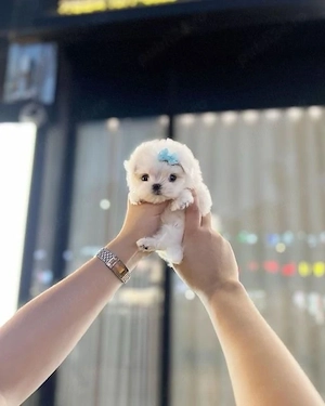 Bichon Maltez Mini Toy 
