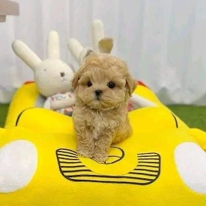 Maltipoo Pudel Poodle Caniche mini toy 