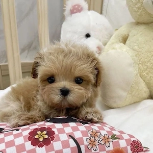 Maltipoo Pudel Poodle Caniche mini toy  - imagine 2