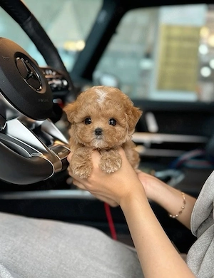 Maltipoo micro-toy (de buzunar) 