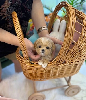 Maltipoo micro-toy (de buzunar)  - imagine 2