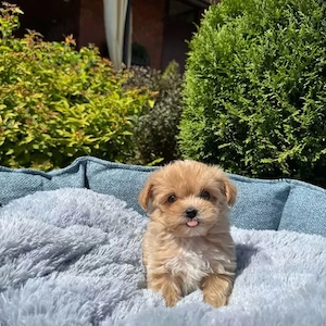 Maltipoo Micro-toy ( de buzunar) miniatura TOY Pudel - imagine 2