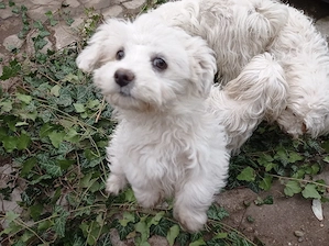 Bichon maltez alb
