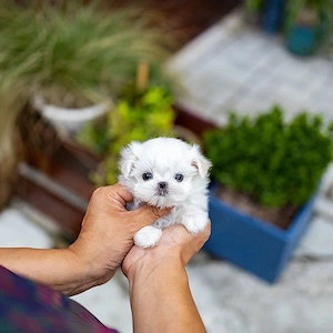 Bichon Maltez Mini Toy (de buzunar)  - imagine 3