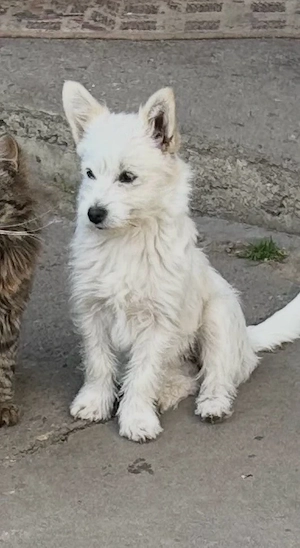 Donez Pomeranian metis