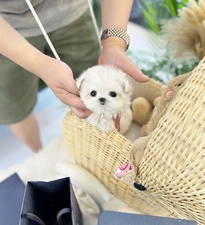 Bichon Maltez Mini Toy (de buzunar) 