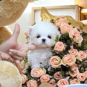 Bichon Maltez Mini Toy  - imagine 2
