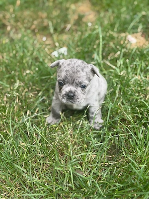 buldog francez