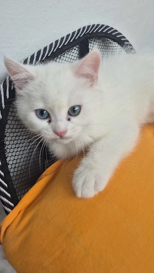 Motănel british shorthair.Timișoara. - imagine 3