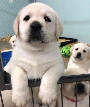 Labrador Retriever  - imagine 3