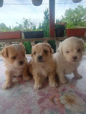căței bichon maltez disponibili peste două săptămâni 2fetițe ,un băiat 