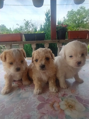 căței bichon maltez disponibili peste două săptămâni 2fetițe ,un băiat 